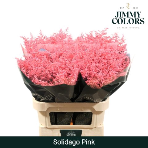 <h4>Solidago paint pink</h4>