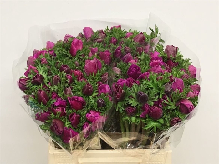 <h4>Anemone marianne orchid</h4>
