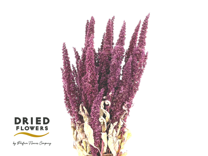 <h4>Dried Amaranthus Red</h4>