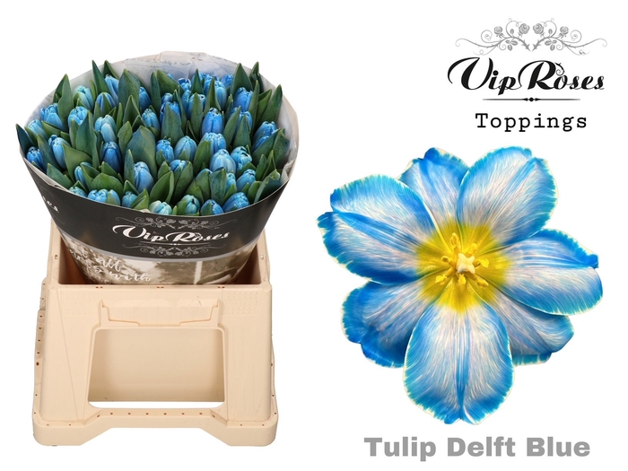 <h4>Tulipa si paint delft blue</h4>