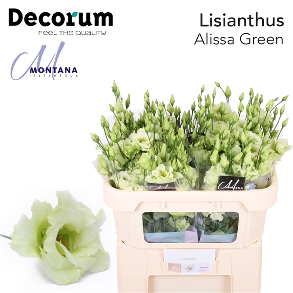 <h4>Lisianthus Alissa Green - Montana Lisianthus</h4>