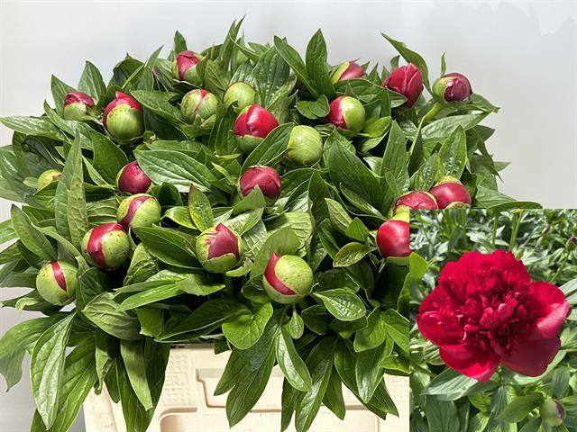 <h4>PAEONIA RED CHARM</h4>