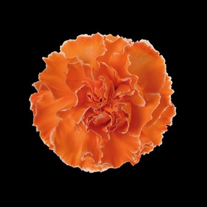 Dianthus St Orange