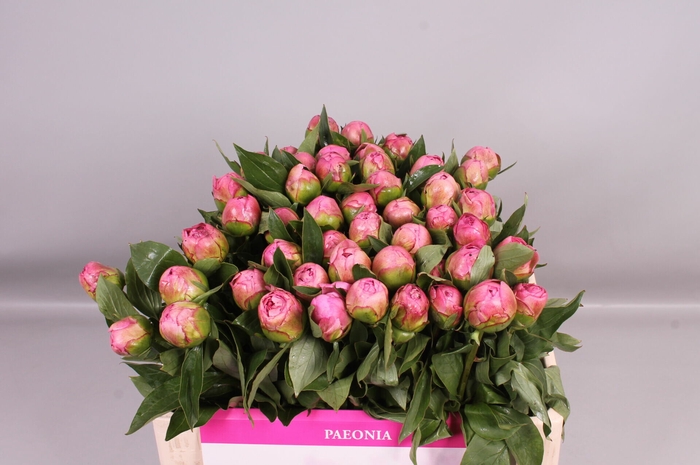 <h4>Paeonia Catherina Fontijn | Heavy Quality</h4>