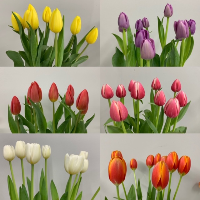 Tulips Mix