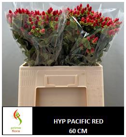 <h4>HYP PACIFIC RED</h4>