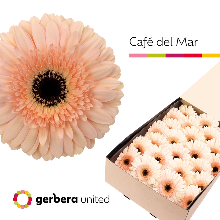 <h4>Gerbera Cafe del Mar Doos</h4>
