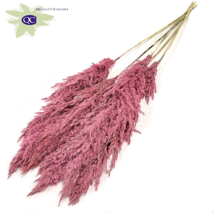 <h4>Pampas Grass 100cm 5stems per bunch Frosted Pink</h4>