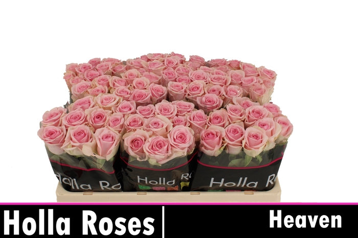 <h4>Rosa la heaven!</h4>