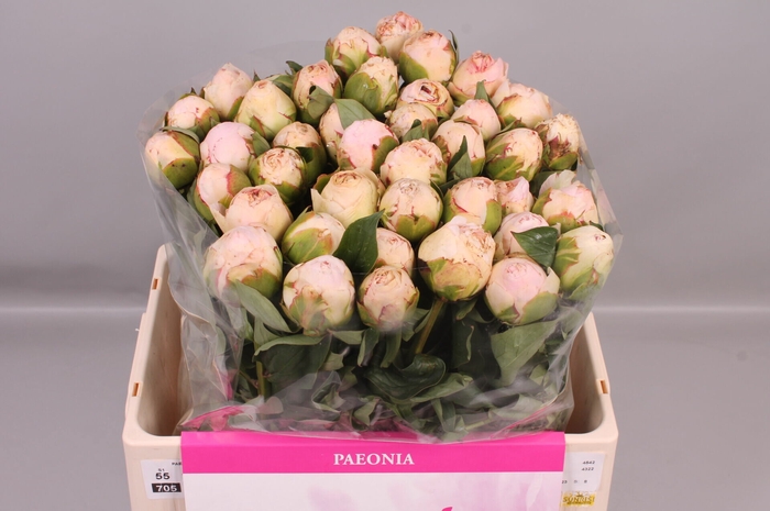 <h4>Paeonia Omeo Snow | Heavy Quality</h4>