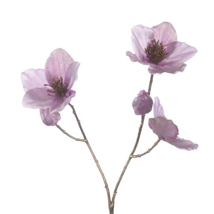 Af Helleborus X3 L51cm Lilac