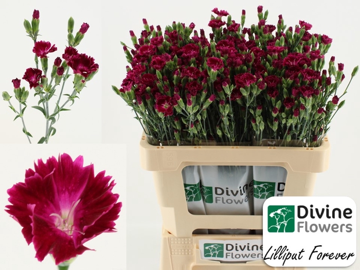 <h4>Dianthus ov lilliput forever</h4>