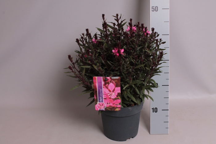 vaste planten 19 cm  Gaura Gambit Rose bicolor