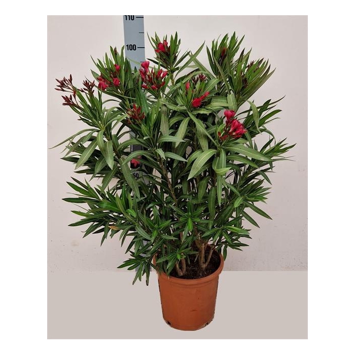 <h4>Nerium Oleander 27Ø 100cm</h4>