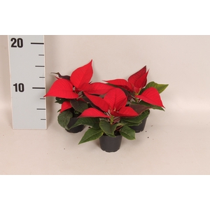 Poinsettia 6 cm Christmas Feelings® Merlot 1 kopper