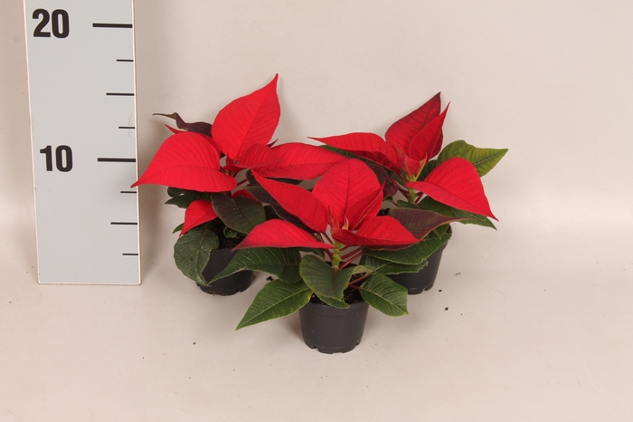 Poinsettia 6 cm Christmas Feelings® Merlot 1 kopper
