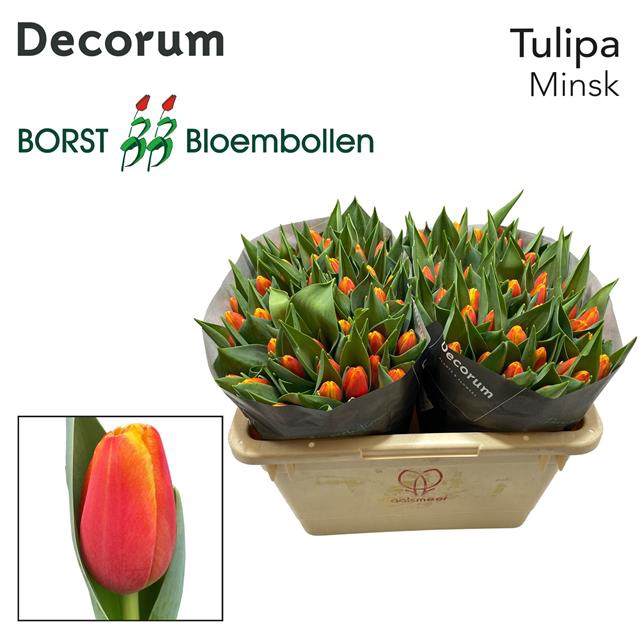 <h4>Tulipa si minsk</h4>