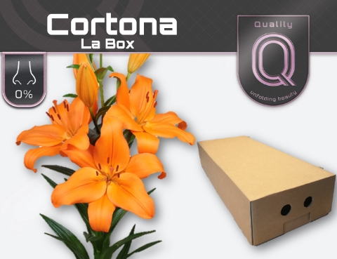 LI LA CORTONA LA BOX 4