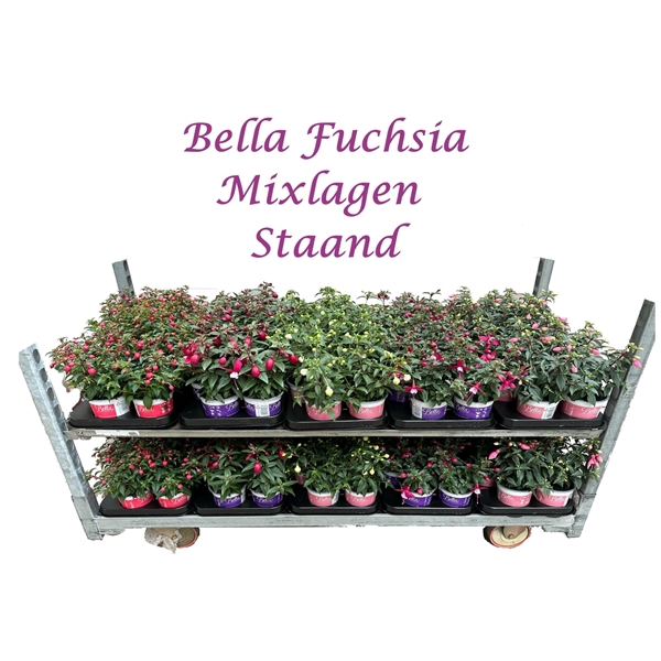 <h4>Bella fuchsia Mixkar Staand (Mix per laag)</h4>