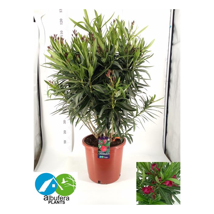 <h4>Nerium oleander (Oleander) 30Ø 110cm</h4>