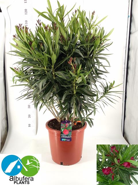 Nerium oleander (Oleander) 30Ø 110cm
