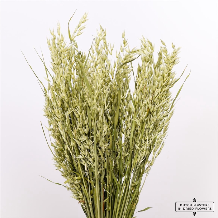 Dried Avena (haver) Natural Bunch