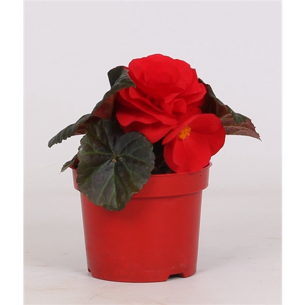 <h4>Begonia tuberhybride (Red)</h4>