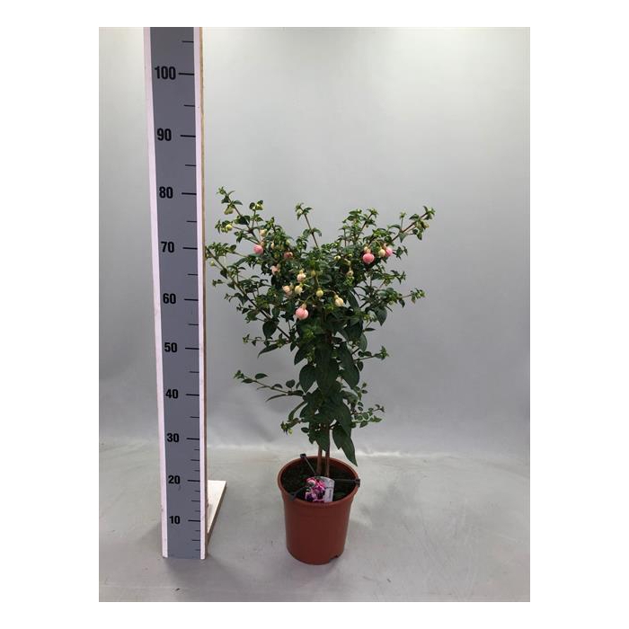 <h4>Fuchsia 19Ø 85cm</h4>