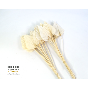 Dried Bleached Palm Spear Small