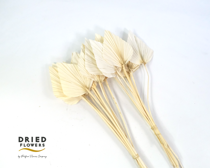 <h4>Dried Bleached Palm Spear Small</h4>
