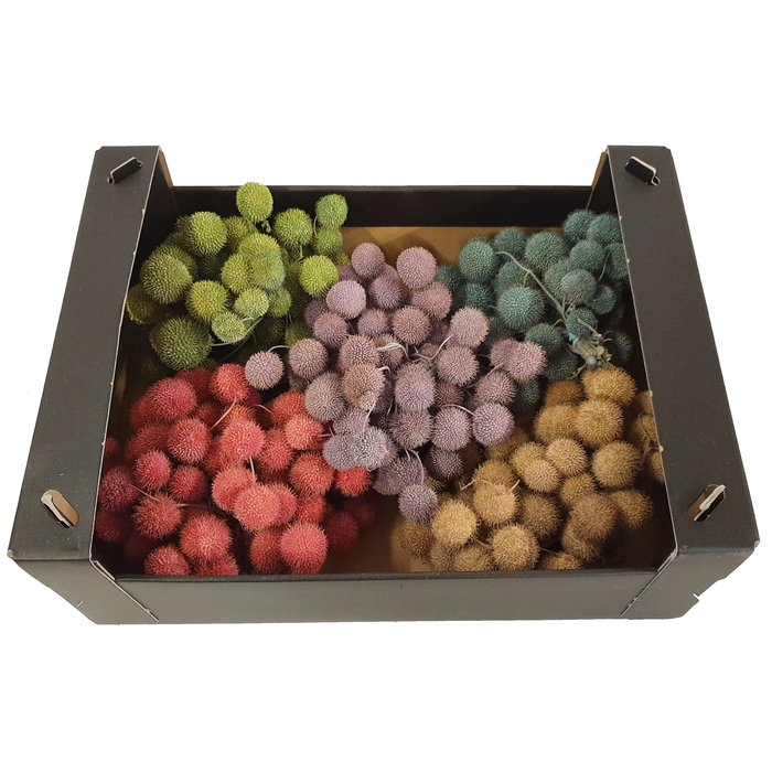 <h4>Small ball per bunch in poly Mixed colours Frosted</h4>