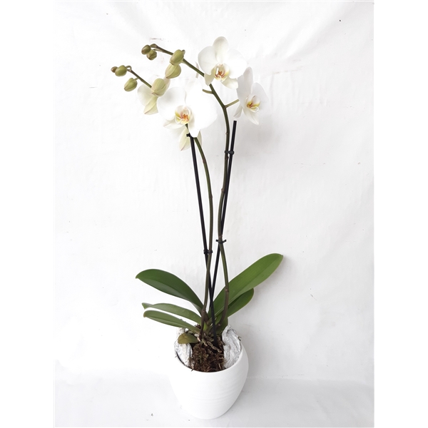 <h4>Arrangement Phalaenopsis</h4>