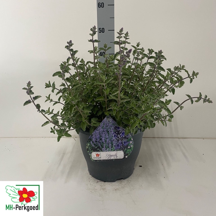 <h4>Nepeta Faassenii Grp Walkers Low</h4>