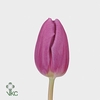 Tulipan Purple Flag