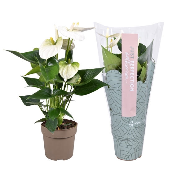 <h4>Anthurium Cocos ''Just perfection®'' (XL-Flowers)</h4>