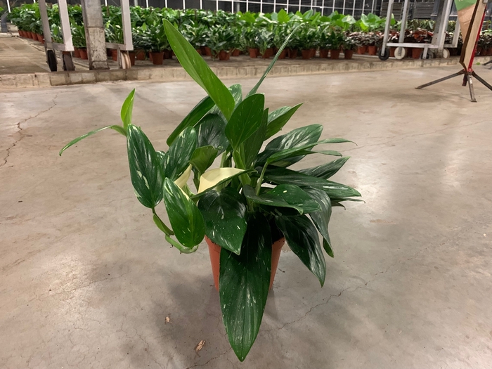 Philodendron Cobra 17Ø 50cm
