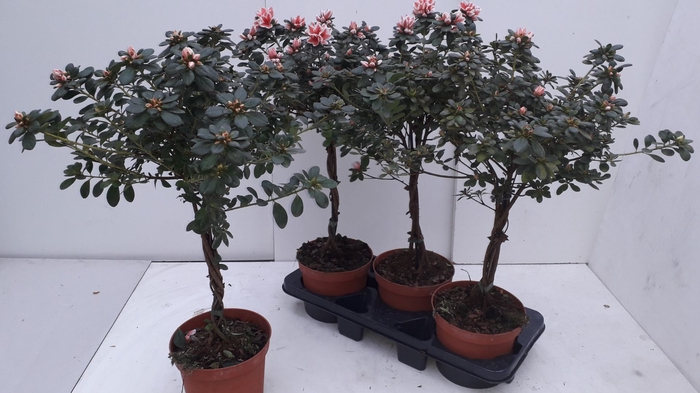 <h4>Azalea Rhododendron (Simsii)</h4>