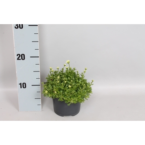 vaste planten 12 cm Saxifraga Limegreen