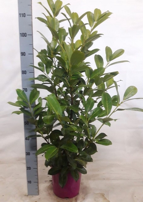 <h4>Prunus Rotundifolia</h4>