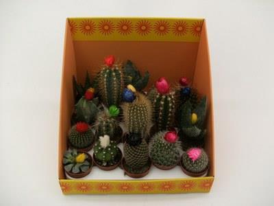 Cactus Versierd