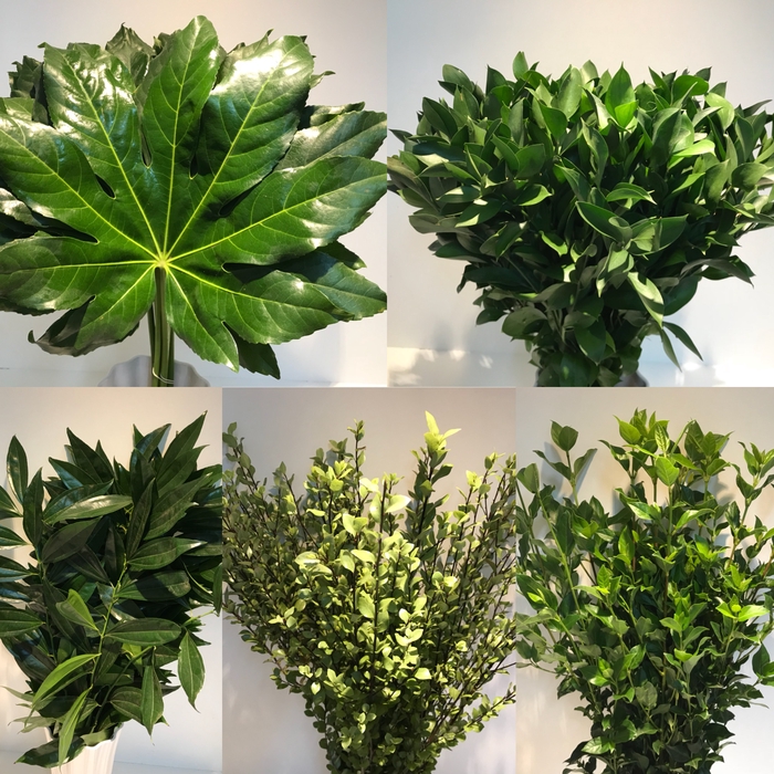 Greens - Foliage Mix
