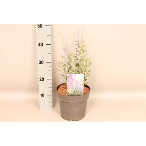 vaste planten 19 cm  Perovskia Little Spires