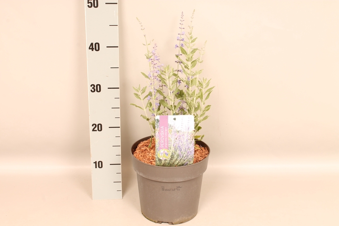 vaste planten 19 cm  Perovskia Little Spires
