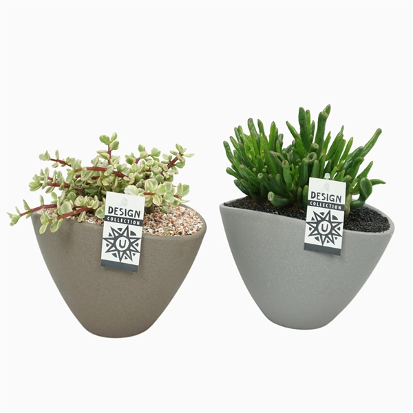 <h4>Succulent arrangement in ovale pot grijs/bruin 25 cm</h4>