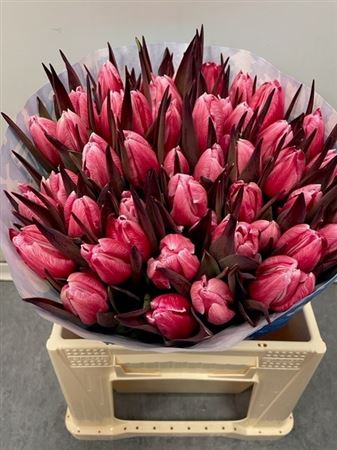 Tulp Red