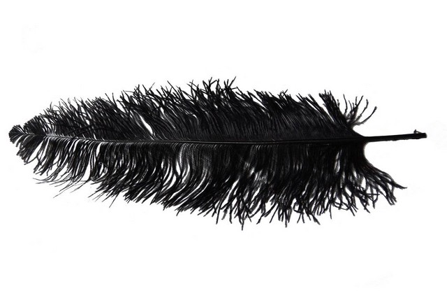 <h4>Feather ostrich black 5st/bunch</h4>