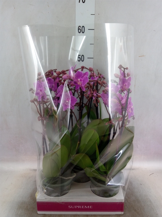 Phalaenopsis   ...lilac
