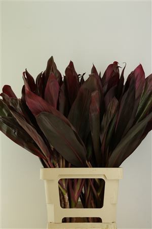Cordyline Tips Red