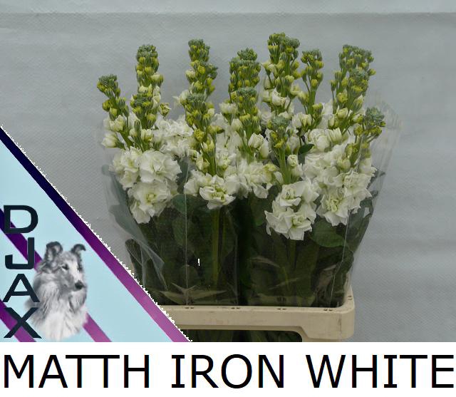 <h4>MATTH IRON WHITE</h4>