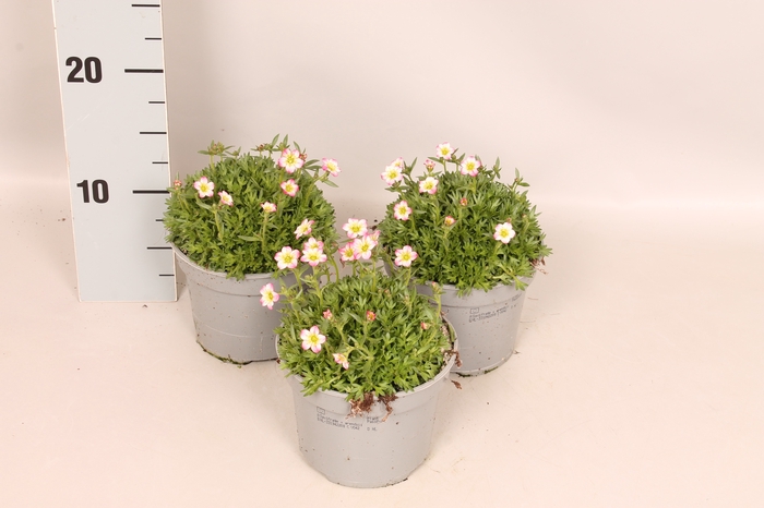 vaste planten 12 cm Saxifraga Pink